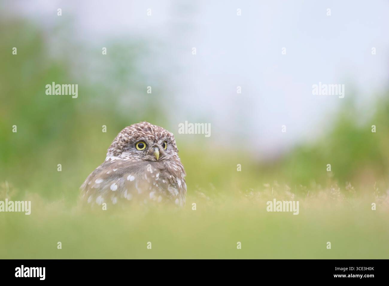 Little Owl Athene noctua, Blick auf eine junge Eule mit offenen Augen während des Staubbades, Nottinghamshire, UK, August Stockfoto
