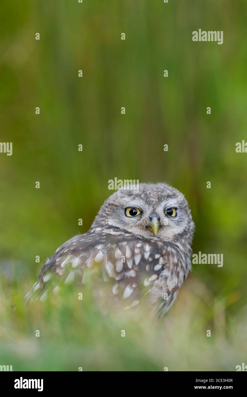Little Ewl Athene noctua, bodenebener Blick auf eine junge Eule mit Augen, die den versteckten Fotografen anstarren, während sie von der Seite eines kleinen Pfanns trinken Stockfoto