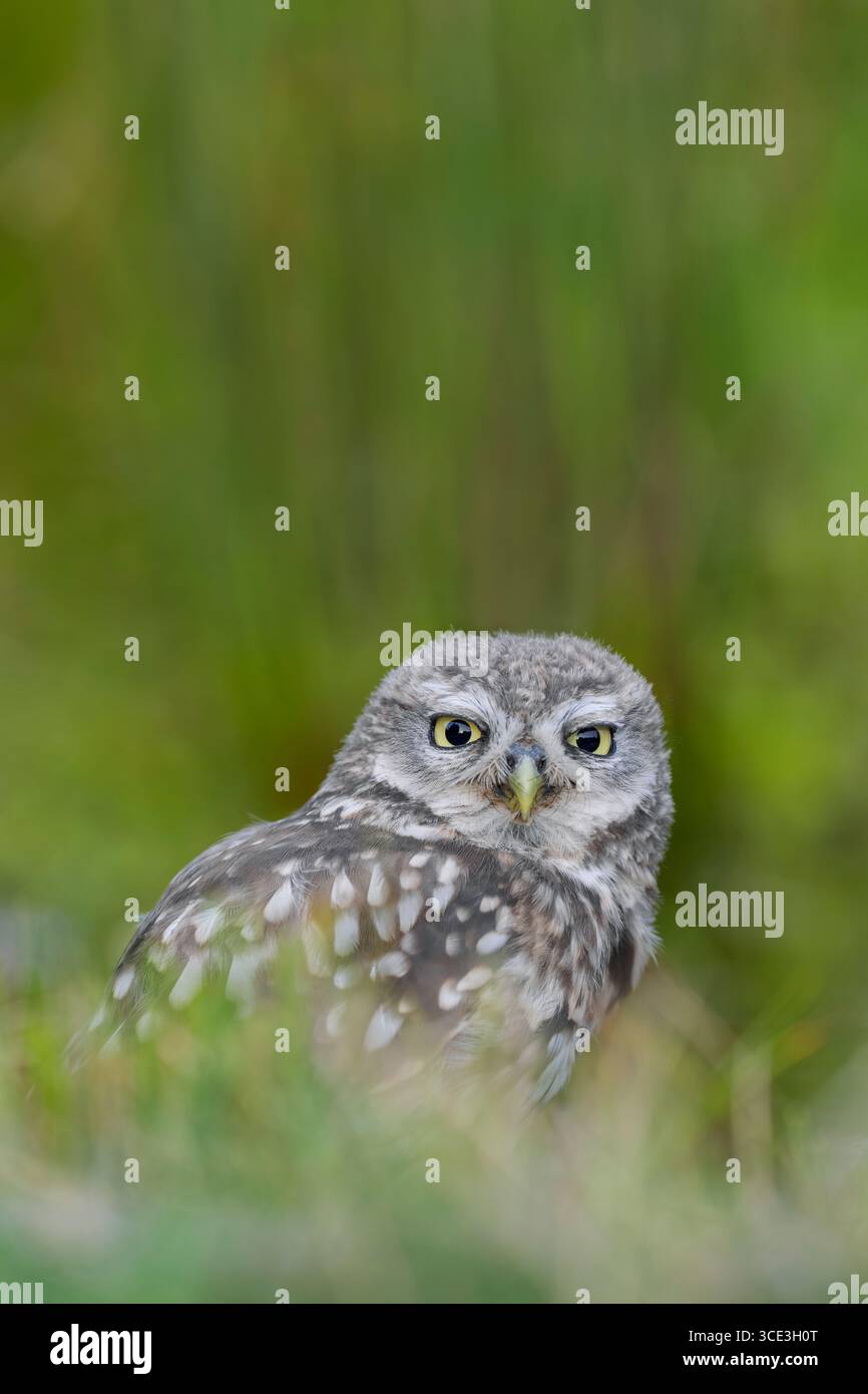 Little Ewl Athene noctua, ebenerdige Porträtaufnahme einer jungen Eule mit Augen, die den versteckten Fotografen anstarren, während er von der Seite eines trank Stockfoto