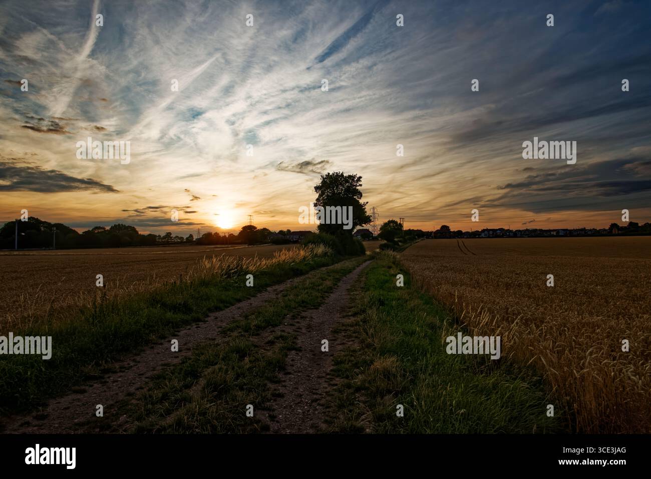 Ein Bauernpfad durch Felder mit reifem Weizen bei Sonnenuntergang in der Nähe von Doncaster, South Yorkshire. Stockfoto