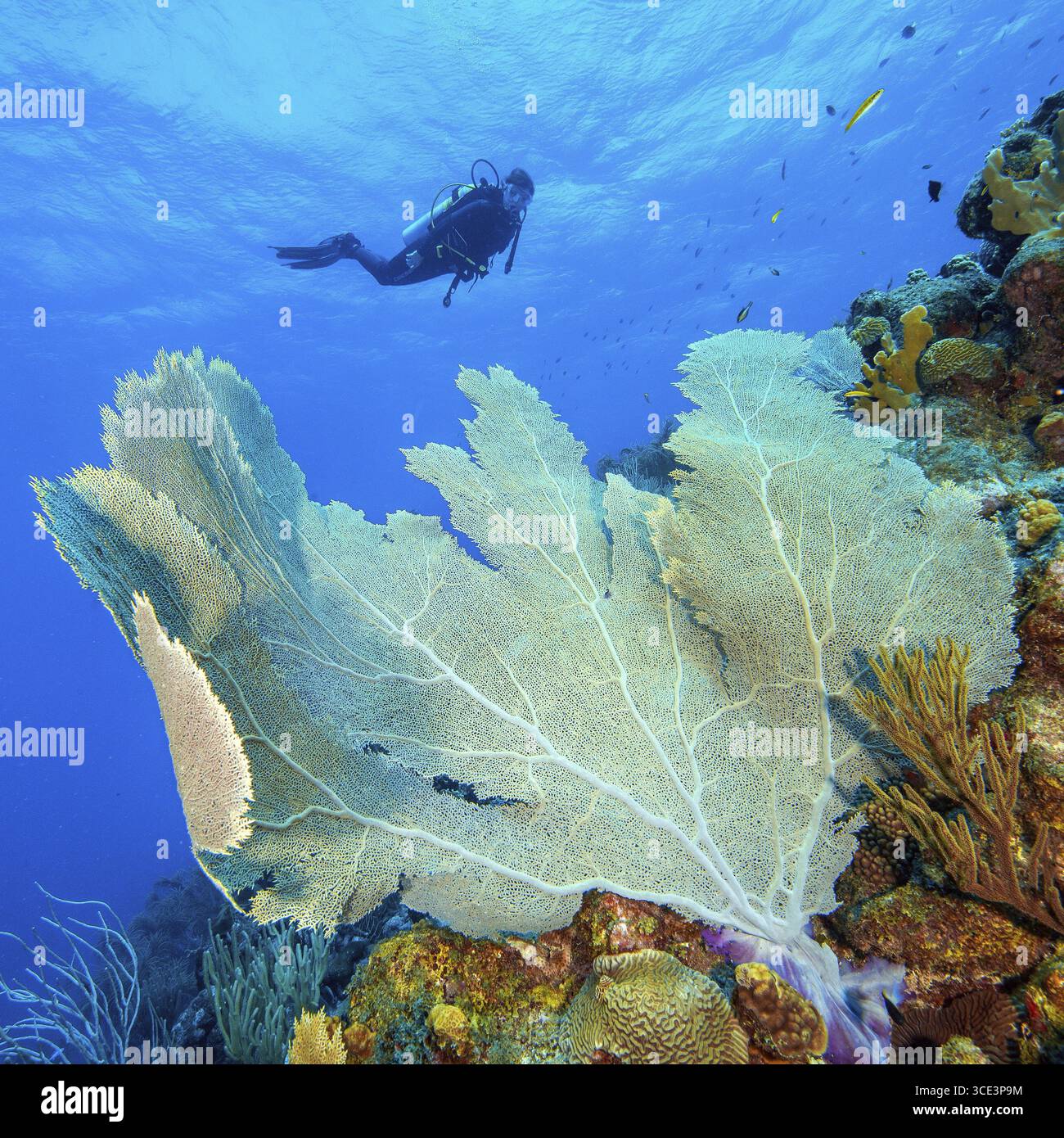 Große Fächerkoralle (Gorgonia flabellum) Venus Fächerfächer, große Seefächerfächer, große Netz-Gorgonien stehen in starker Strömung des Ozeans auf Korallenriff von Riffformin Stockfoto