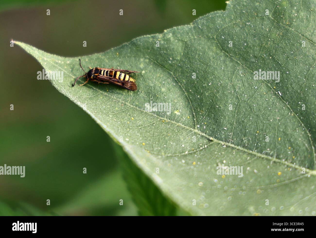 Garten 15.08.2025, Ostramondra, Himbeer-Glasfluegler Pennisetia marginata auf einem Blatt, dieser Nachtfalter ahmt das Aussehen einer Wespe nach, um Fressfeinde abschrecken *** Garten 15 08 2025, Ostramondra, Himbeerglasflügel Pennisetia marginata auf einem Blatt, diese Motte ahmt das Aussehen einer Wespe nach, um Raubtiere abzuschrecken Stockfoto