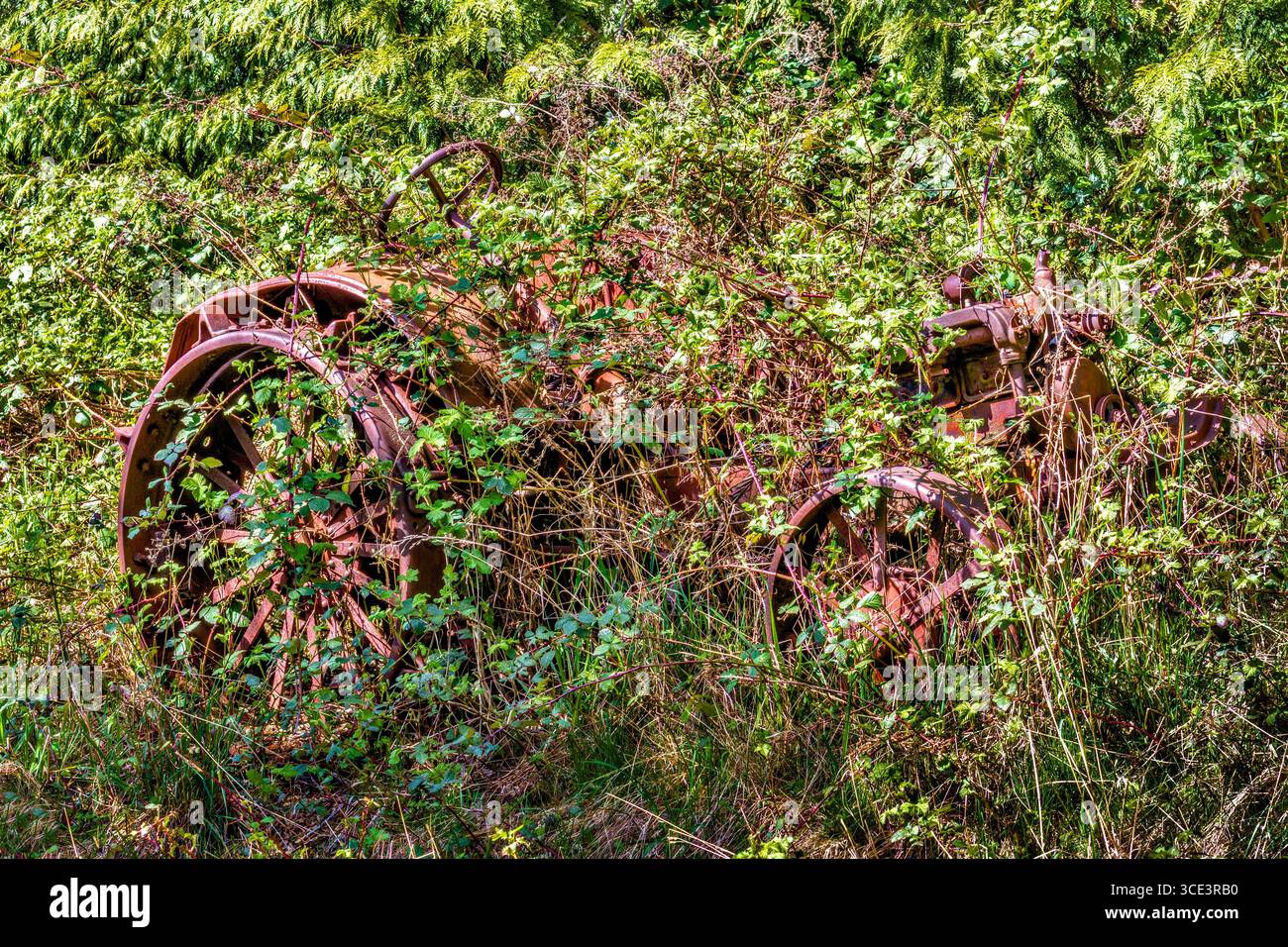 Lange verlassene Traktoren rosten und werden von Unterholz verbraucht - Hornby Island, British Columbia, Kanada. Stockfoto