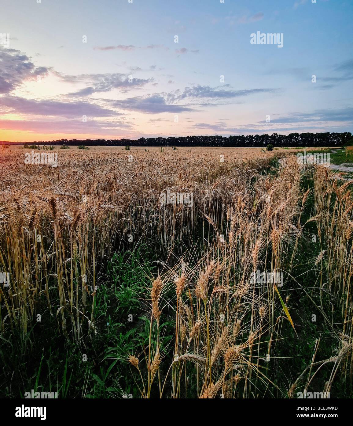 Sonnenuntergang über Weizenfeld im Juli. Dramatische violette Wolken über landwirtschaftlichen Flächen mit Trockenkulturen. Stockfoto
