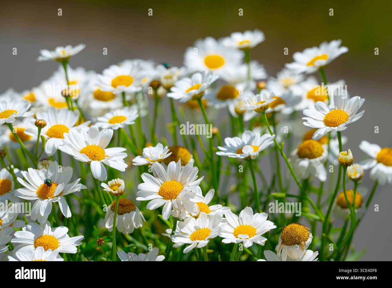 Gewöhnliche Gänseblümchen in einem Eimer im Garten Stockfoto