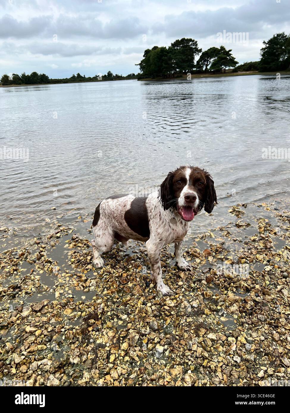 Springer Spaniel Leber und weißer nasser Hund stehen am Ufer eines Sees und schauen in die Kamera mit einer Baumlinie im Hintergrund - Smartphone-aufgenommenes Stockfoto