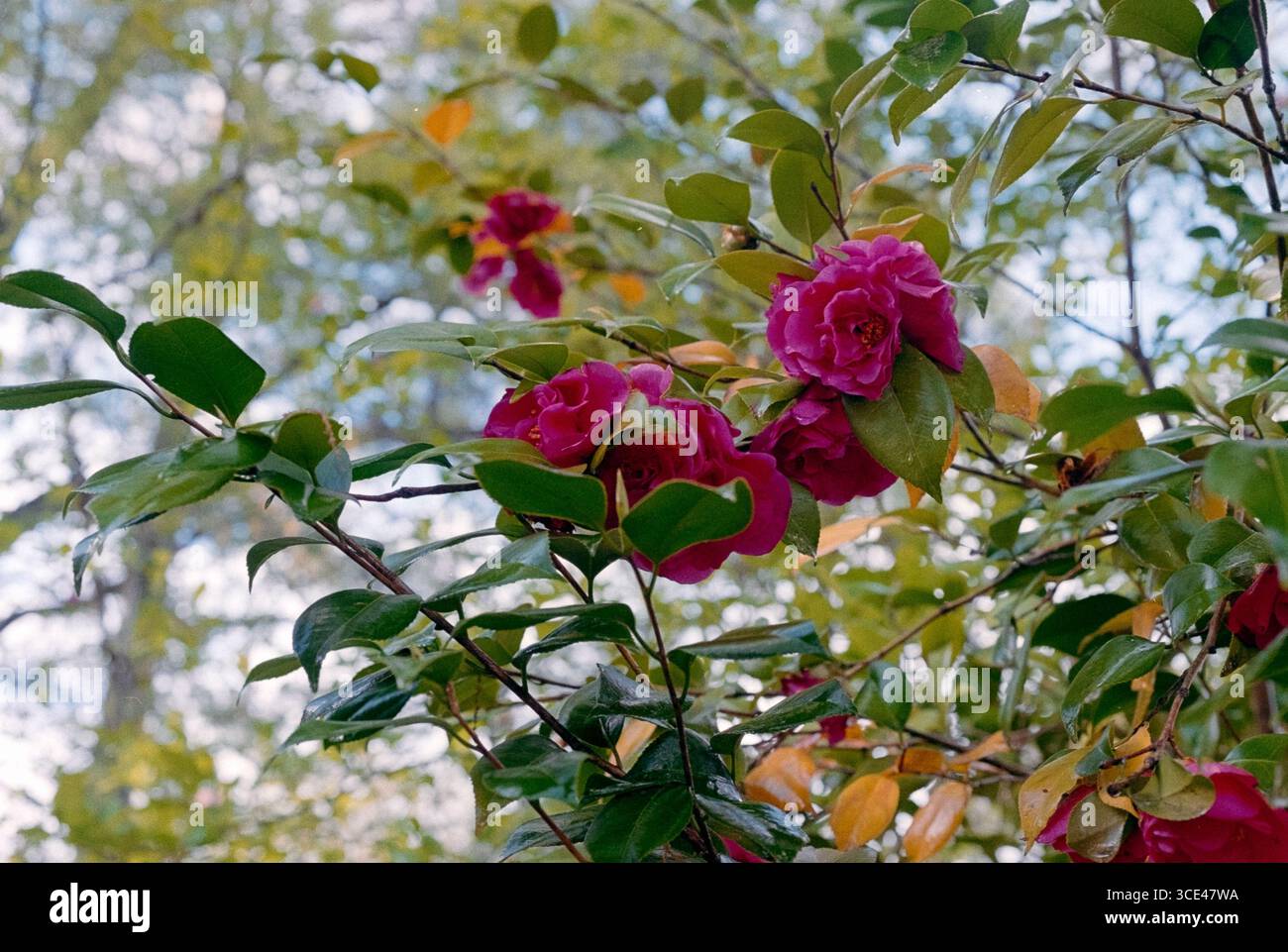 Camellia Flower in a Bush im Frühling Stockfoto