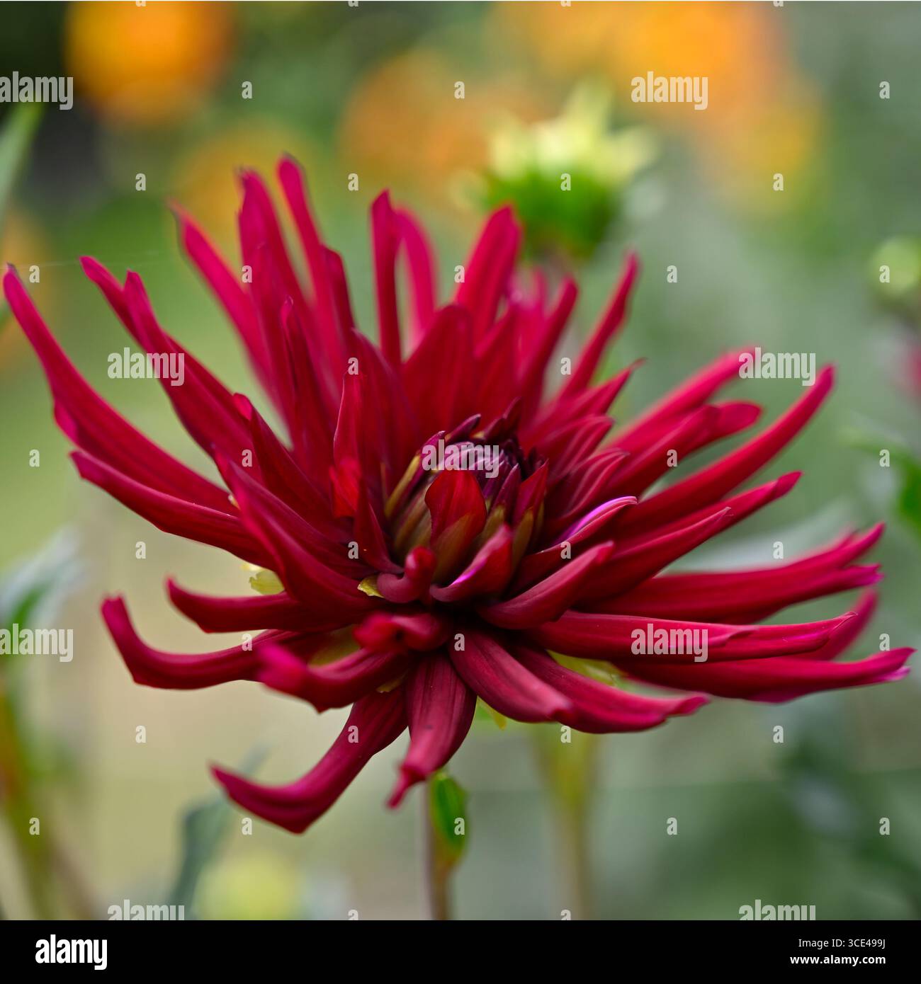Tiefrote, fast schwarze Sommerblume des Kaktuskaktus Dahlia Nuit D'ete im britischen Garten August Stockfoto