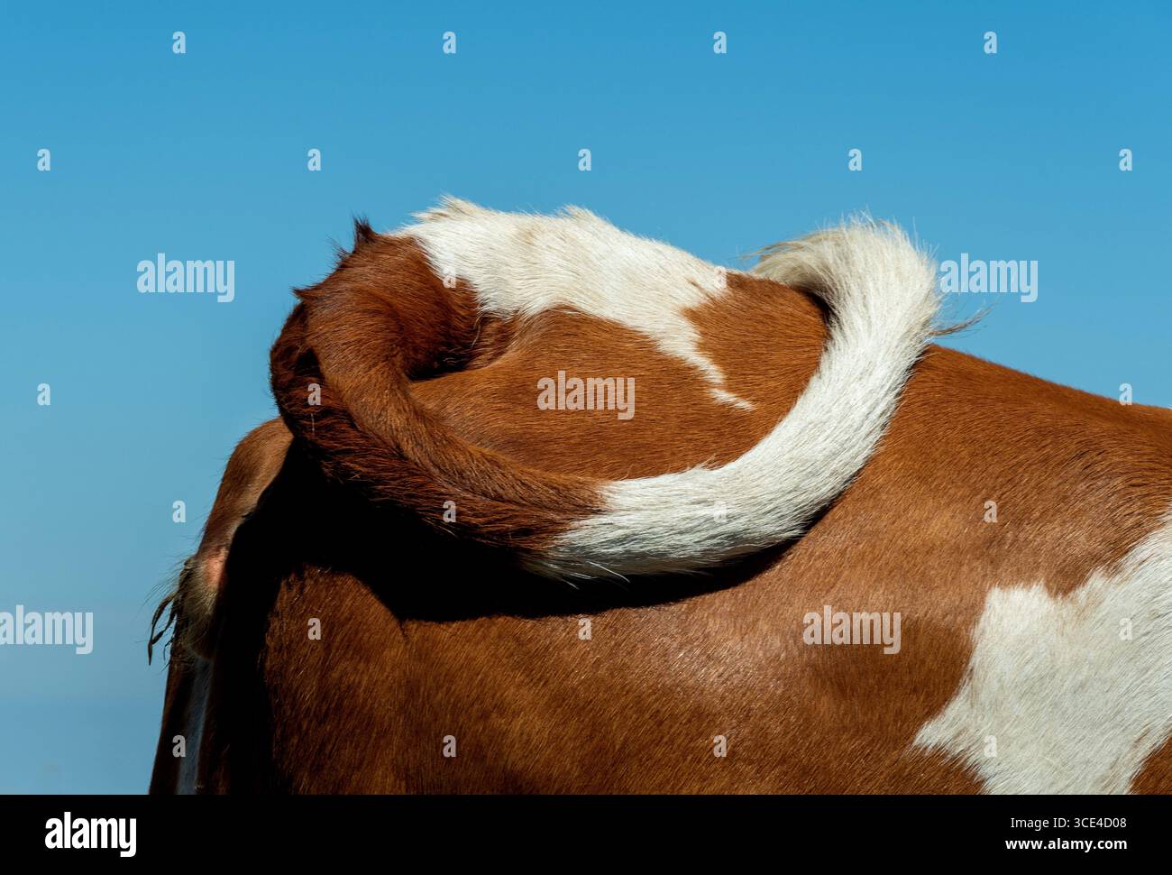 Nahaufnahme eines Kuhschwanzes mit markanter Locke, vor einem hellblauen Himmel. Dies unterstreicht die Schönheit der Natur und der ländlichen Viehzucht in A Stockfoto