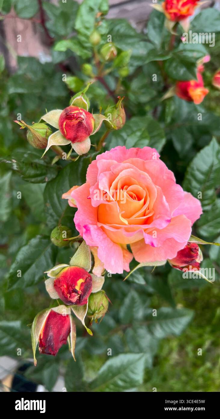 Die ersten rosa Rosen des Frühlings Stockfoto