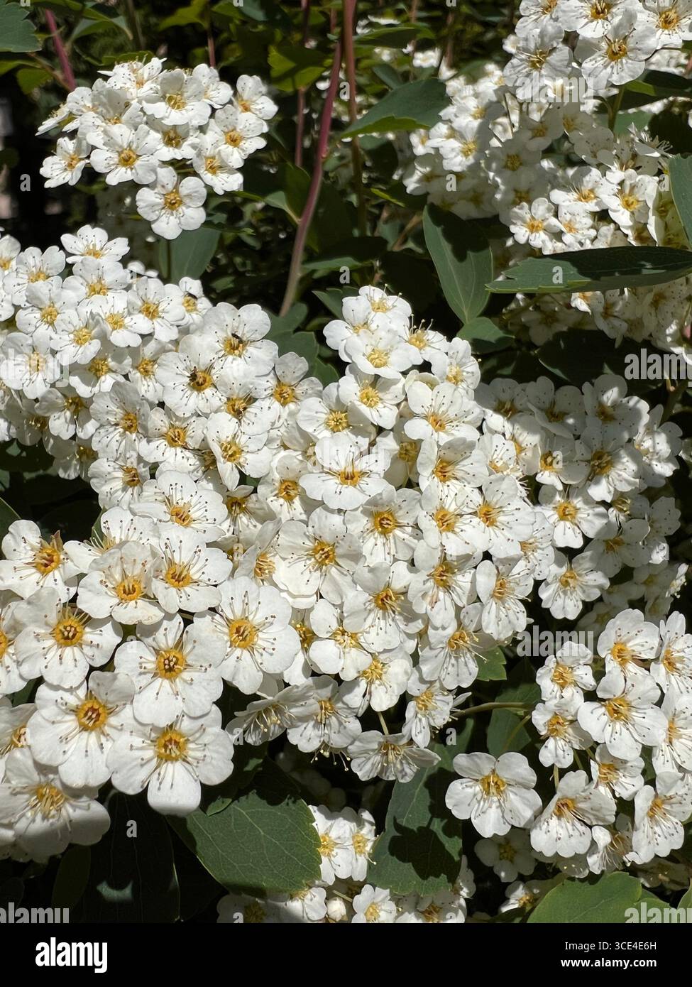 Blühender Sträucher mit kleinen weißen korbförmigen Blüten, duftender Zierstrauch Stockfoto