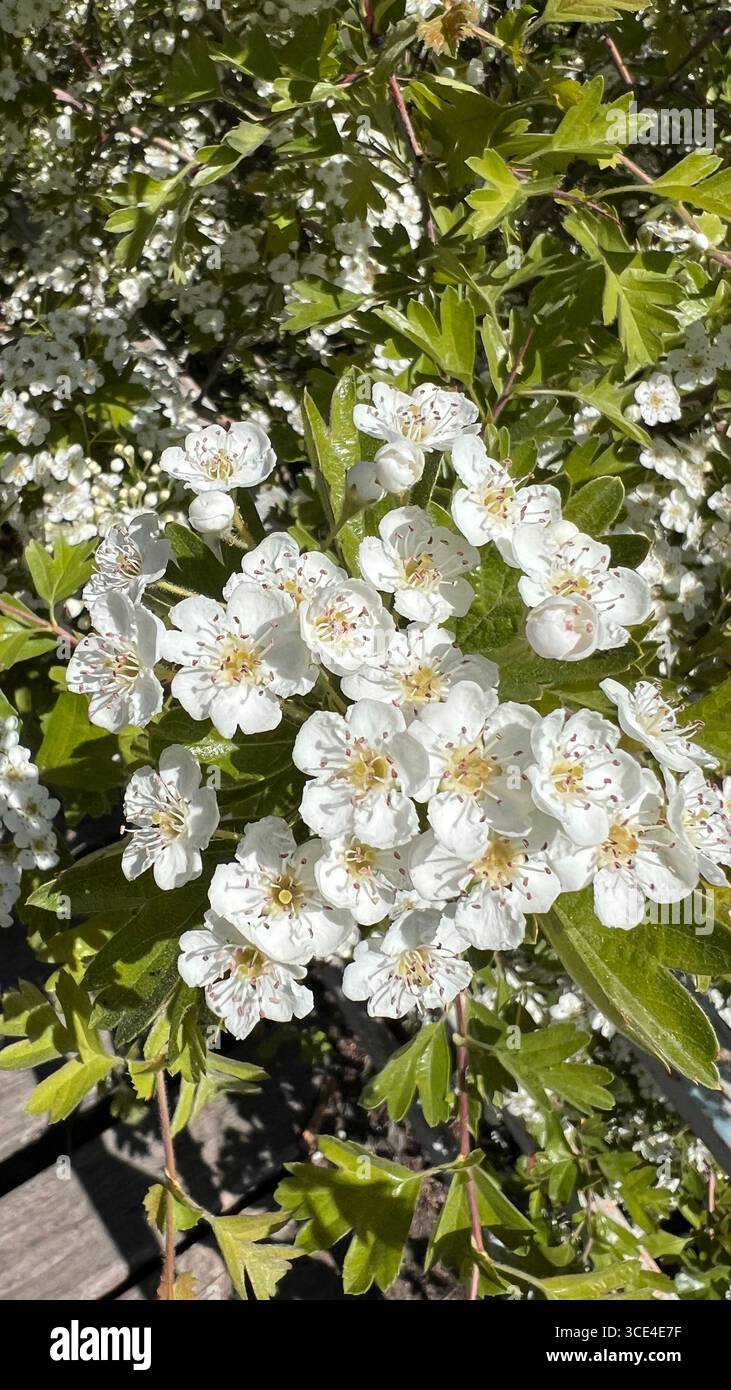 Die Frühlingsblühung weißer, duftender Blüten - Smartphone-aufgenommenes Stockfoto