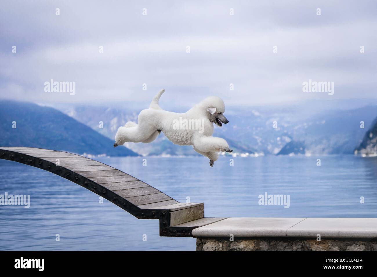 Ein großer, schöner weißer Royal Poodle bei Sonnenaufgang mit einer Bucht im Hintergrund, malerisches Porträt des weißen Royal Poodle in malerischer Altstadt Landschaft Stockfoto