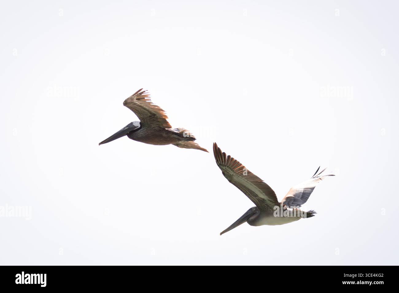 TWP-braune Pelikane fliegen über einen Strand in Südflorida Stockfoto