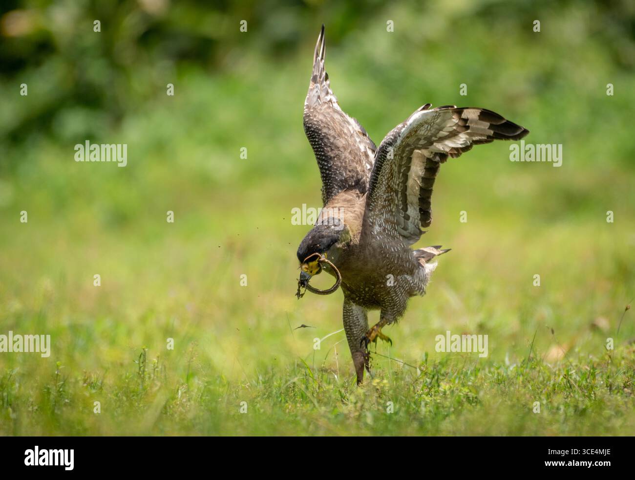 Schlangentanz Stockfoto