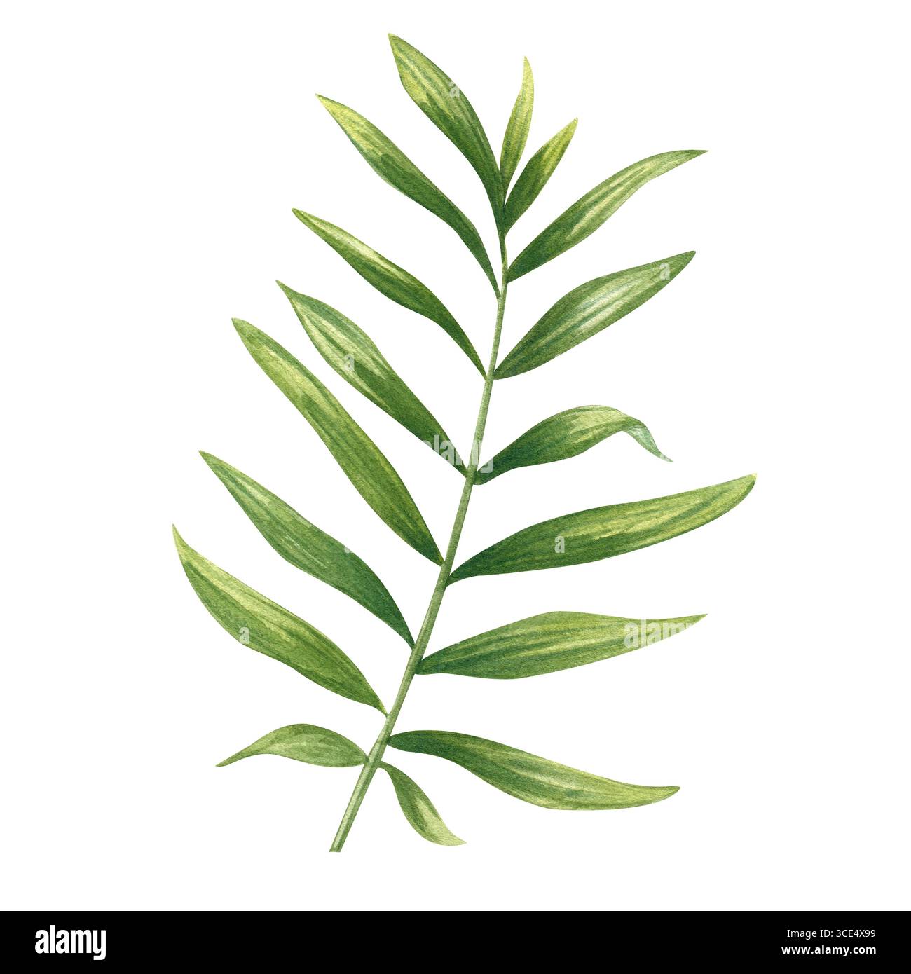 Aquarellgrün dypsis- oder Cycas-Zweig mit verlängerten Blättern Illustration auf isoliertem Hintergrund. Tropische Zimmerpflanzen-Palmblattelement zum Drucken Stockfoto