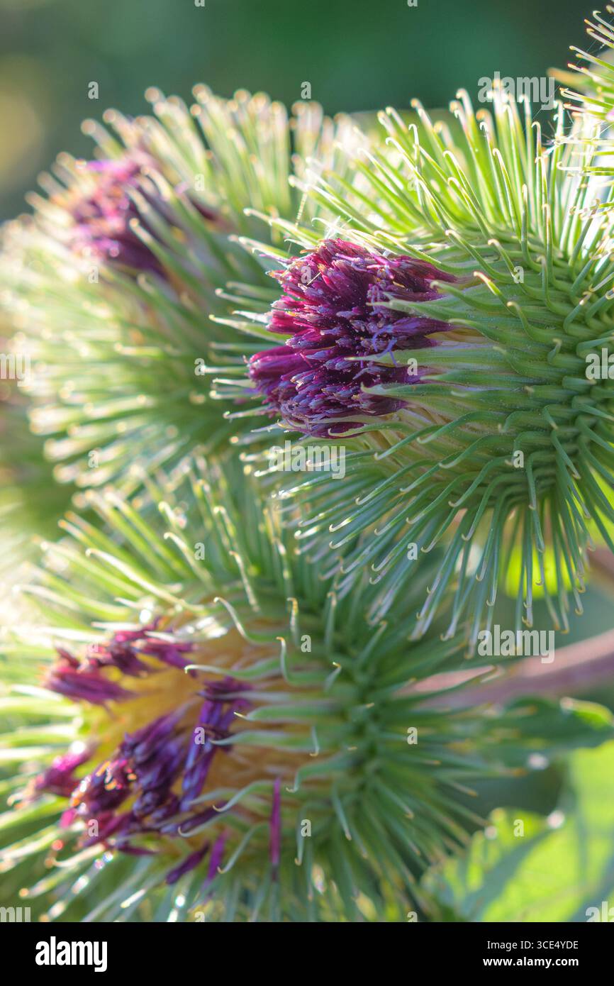 Makroansicht der Blumenköpfe der Klette (Arctium minus) mit gehackten grünen Brakken und dicht geclusterten violetten Röschen. Stockfoto
