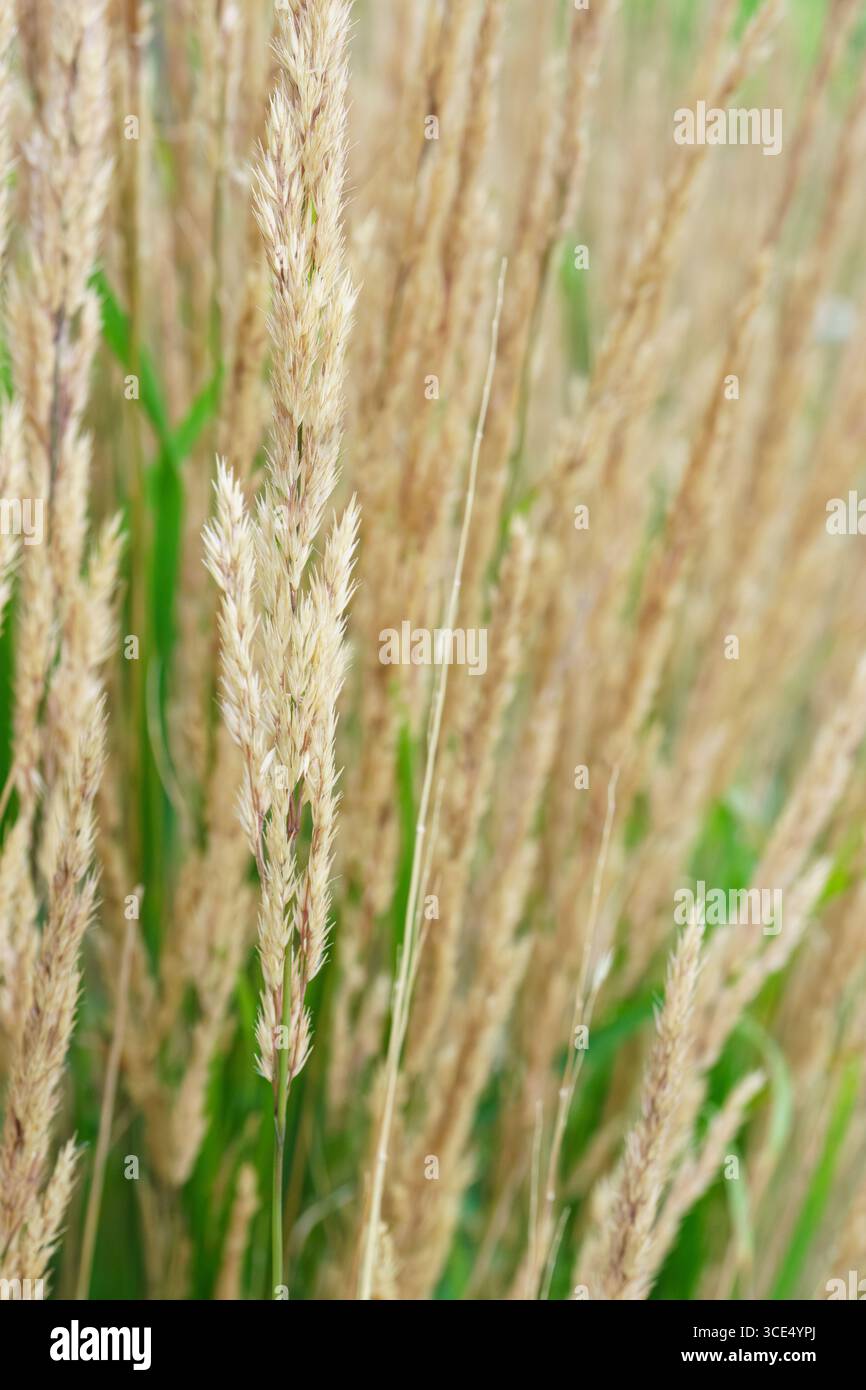 Nahaufnahme von Schilfgras (Calamagrostis) mit goldenen Samenköpfen. Stockfoto