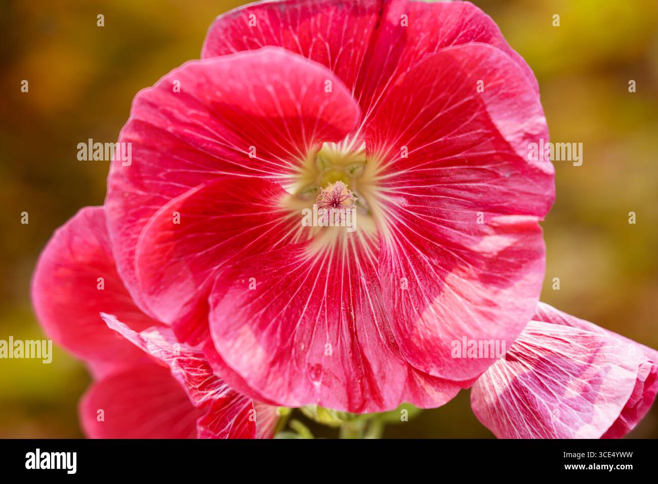 Nahaufnahme einer rosa Hollyhockblüte (Alcea rosea) in voller Blüte. Stockfoto