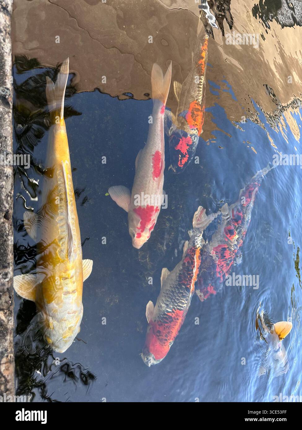 Aus nächster Nähe sehen Sie bunte Koi-Fische, darunter Gold-, orange-schwarze und rote Sorten, die in einem klaren Teich schwimmen - Smartphone-aufgenommenes Stockfoto