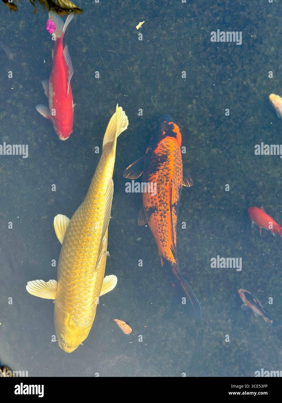 Aus nächster Nähe sehen Sie bunte Koi-Fische, darunter Gold-, orange-schwarze und rote Sorten, die in einem klaren Teich schwimmen - Smartphone-aufgenommenes Stockfoto