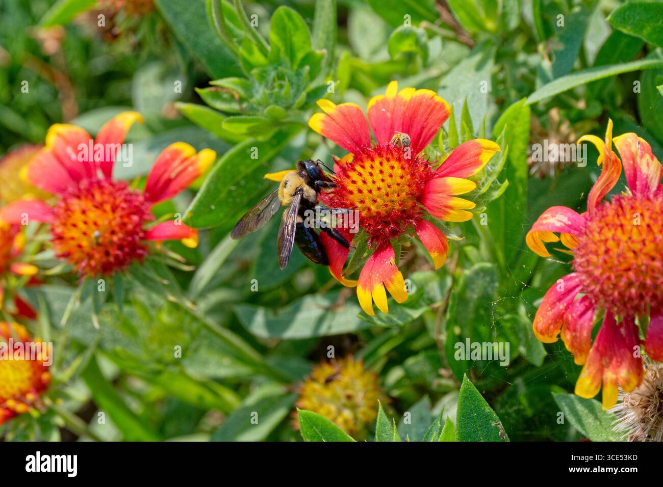 Zimmerbiene und Honigbiene sammeln zusammen Pollen von einer gaillardia-Blume, auch bekannt als Deckenblume aus der Nähe an einem heißen sonnigen Tag in Stockfoto