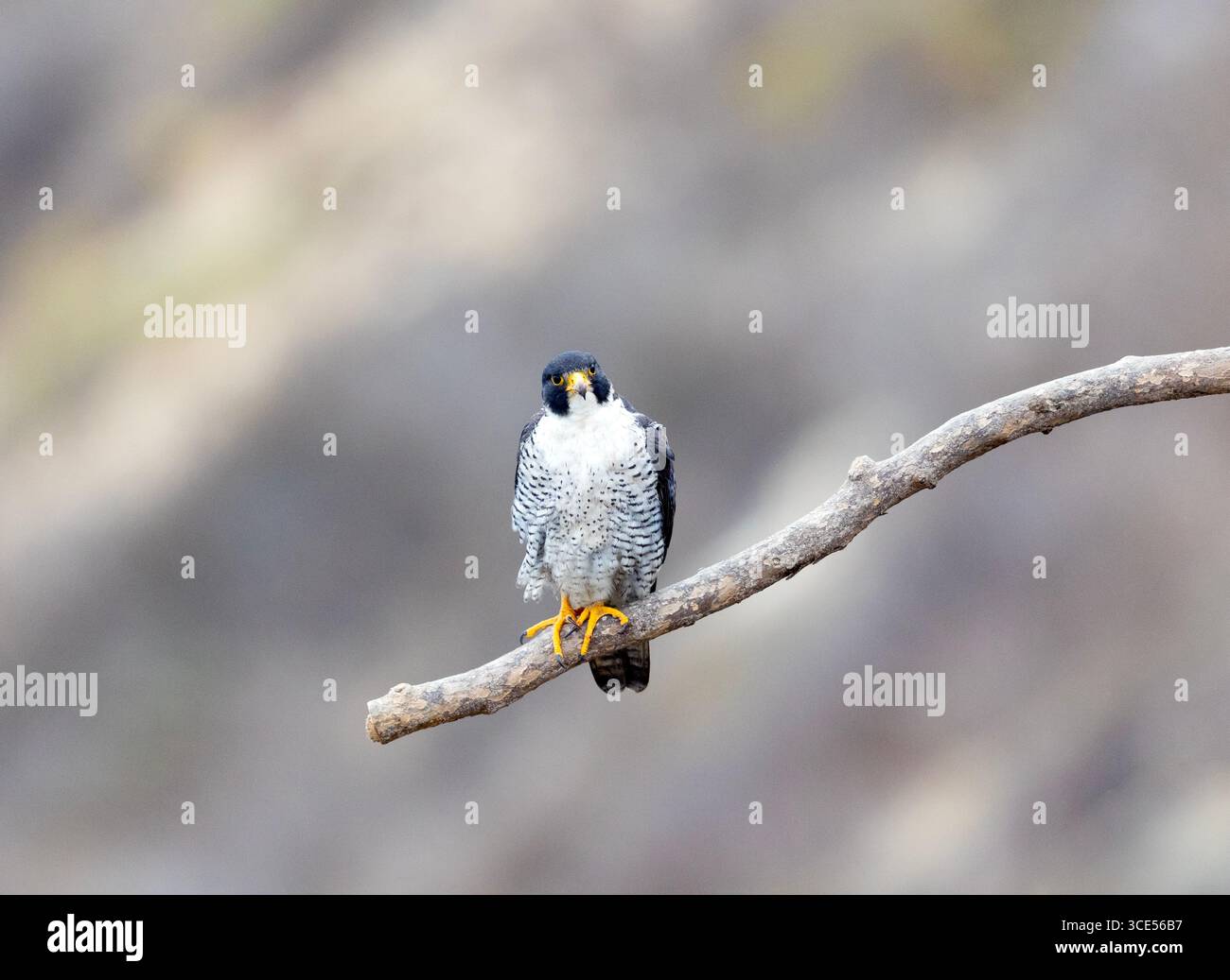 Peregrine Falcon Erwachsener hockt sauber BG Stockfoto