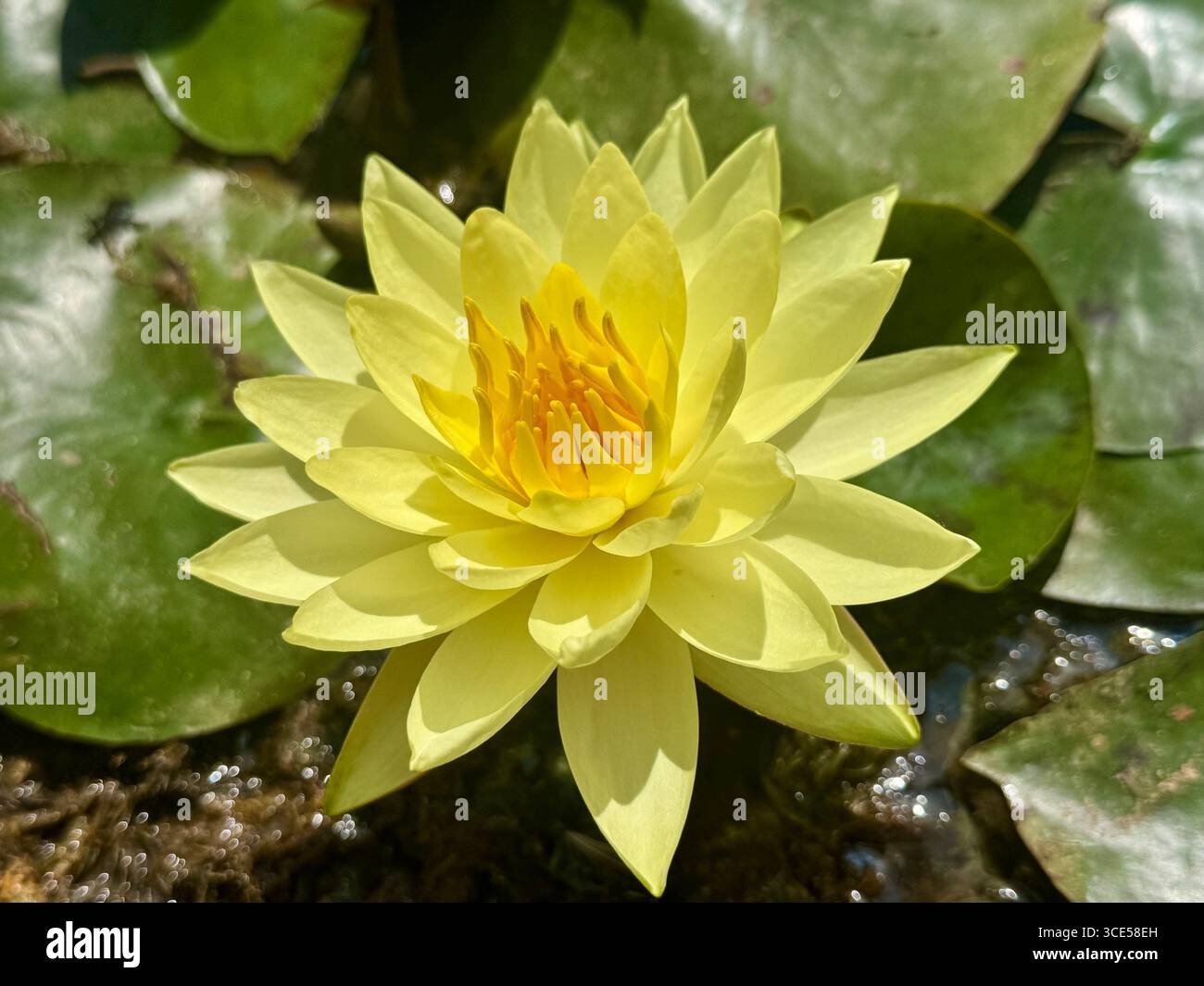 Gelbe Seerose Joey Tomocik Stockfoto