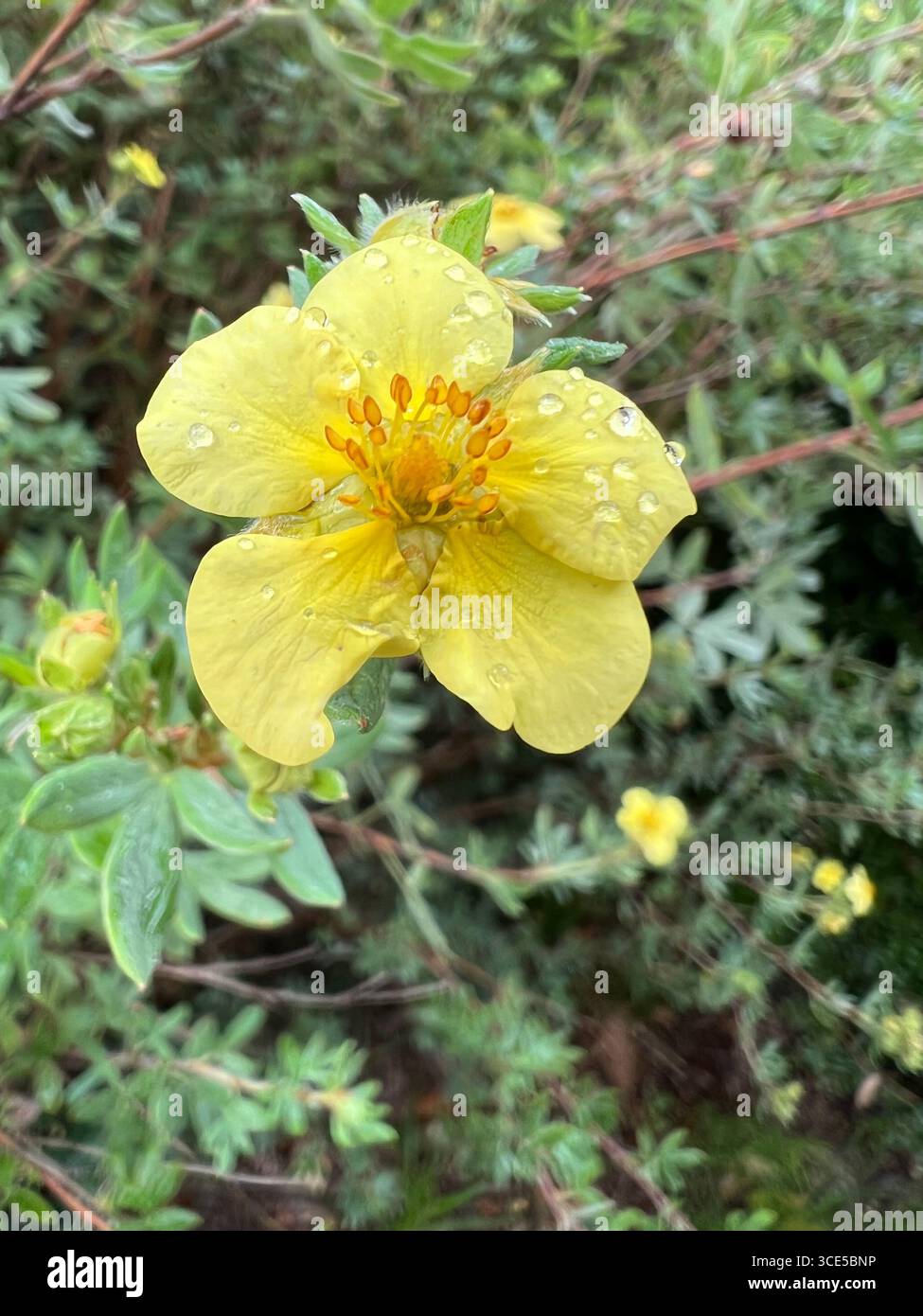 Hellgelbe Wildblume mit Regentropfen auf Blütenblättern, frische und lebendige Natur aus nächster Nähe im Sommergarten. - Smartphone-aufgenommenes Stockfoto