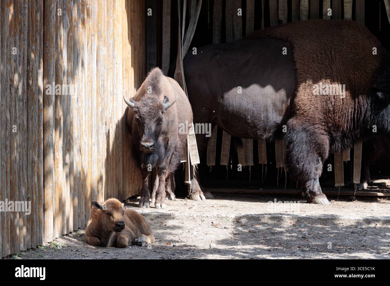 Dieses Bild zeigt einen jungen Bison, der sich friedlich auf dem Boden entspannt, während ein erwachsener Bison in der Nähe steht, eingerahmt von Holzstrukturen und einer sonnigen Sonne Stockfoto