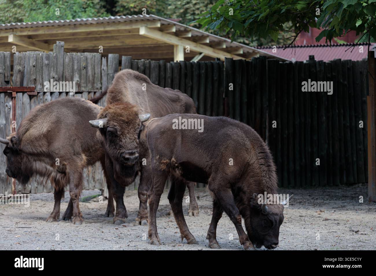 Das Bild zeigt drei Bisons, die ihre einzigartigen Eigenschaften in einer natürlichen Umgebung zeigen, komplett mit einem Holzgehäuse im Hintergrund für einen ru Stockfoto