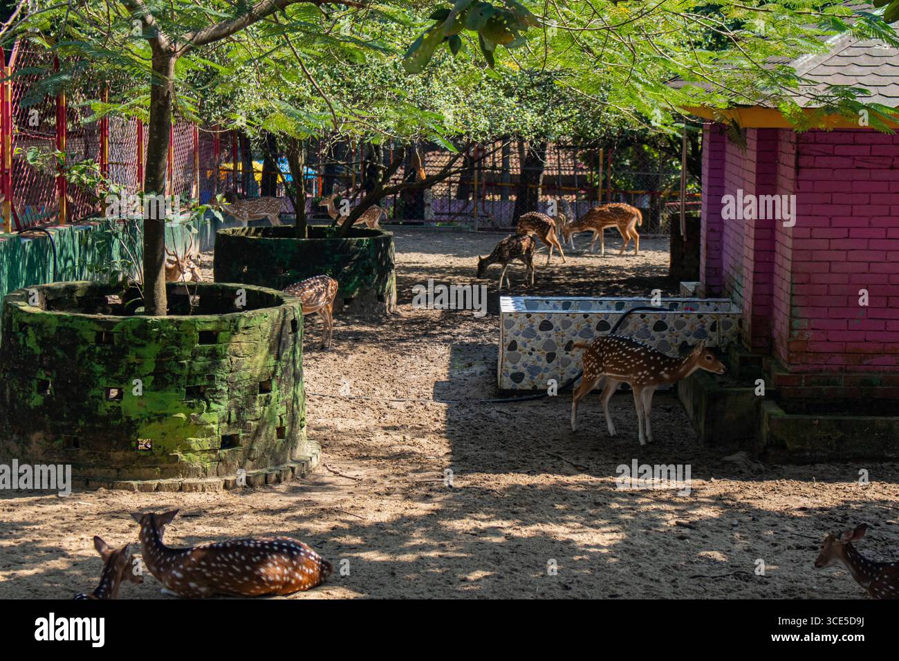 Eine Gruppe von Chittagong-Hirschen, die zusammen im Schatten des Chittagong Zoo Bangladesch liegen Stockfoto