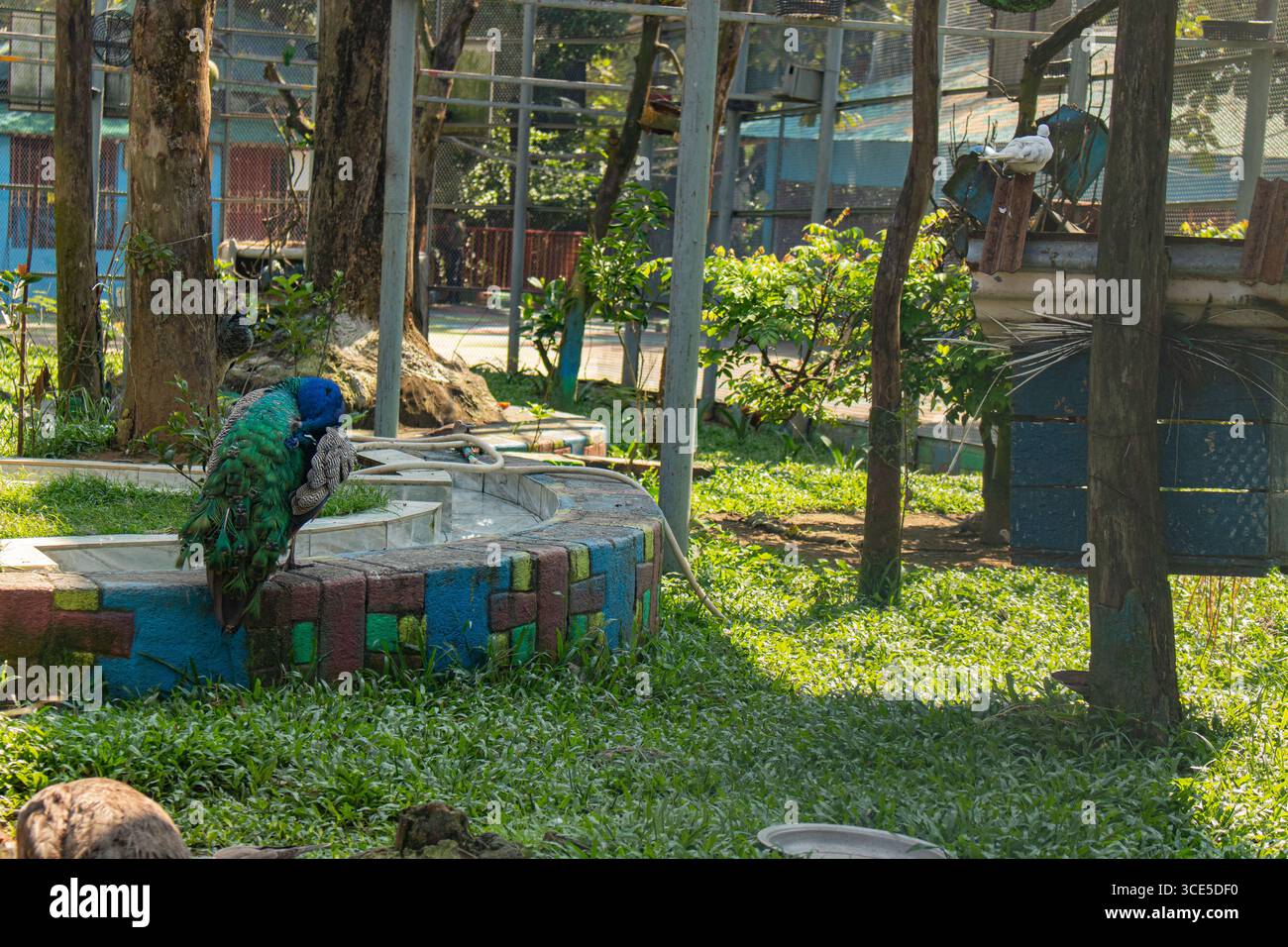 Herrlicher männlicher Pfau mit leuchtenden grünen und blauen Federn, die neben gekachelten Gehegen in Chittagong ruhen Stockfoto
