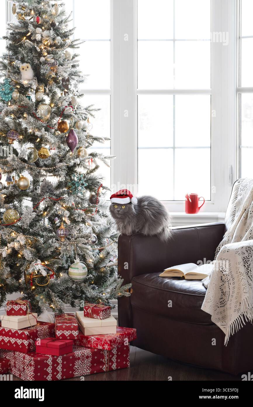 Niedliche graue Katze im Weihnachtsmann-Hut, die auf einem Stuhl neben einem großen hellen Fenster neben dem Weihnachtsbaum mit Geschenken sitzt Stockfoto