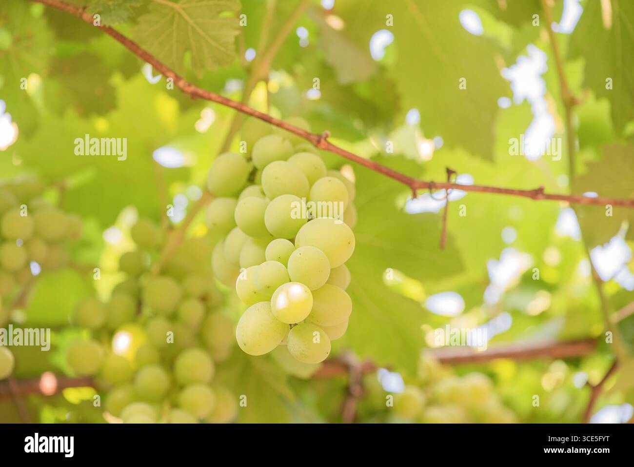 Reife grüne Trauben auf der Rebe. Ein Traubenstrauch wächst Stockfoto