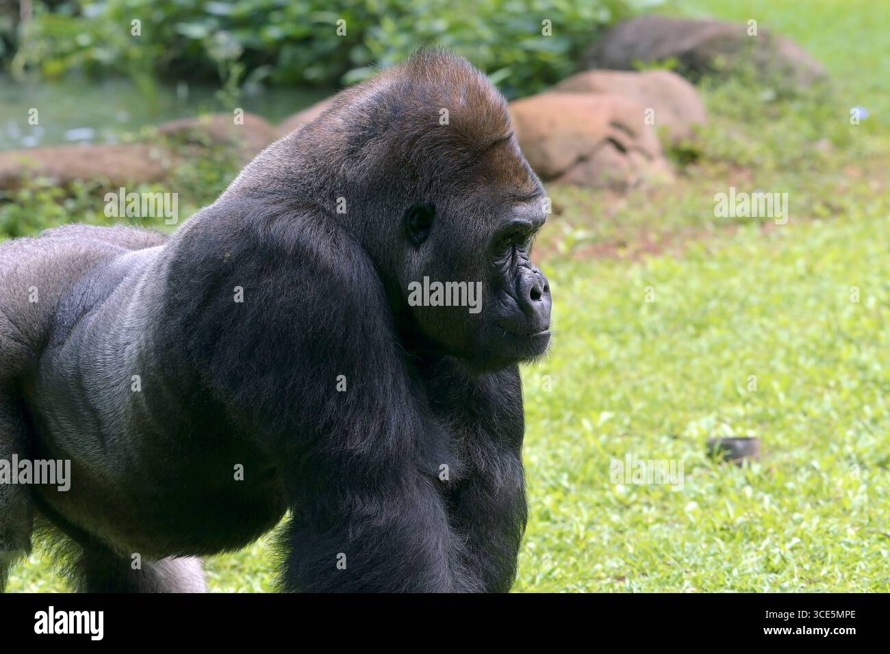 Nahaufnahme eines erwachsenen Silberrückengorillas, Indonesien Stockfoto