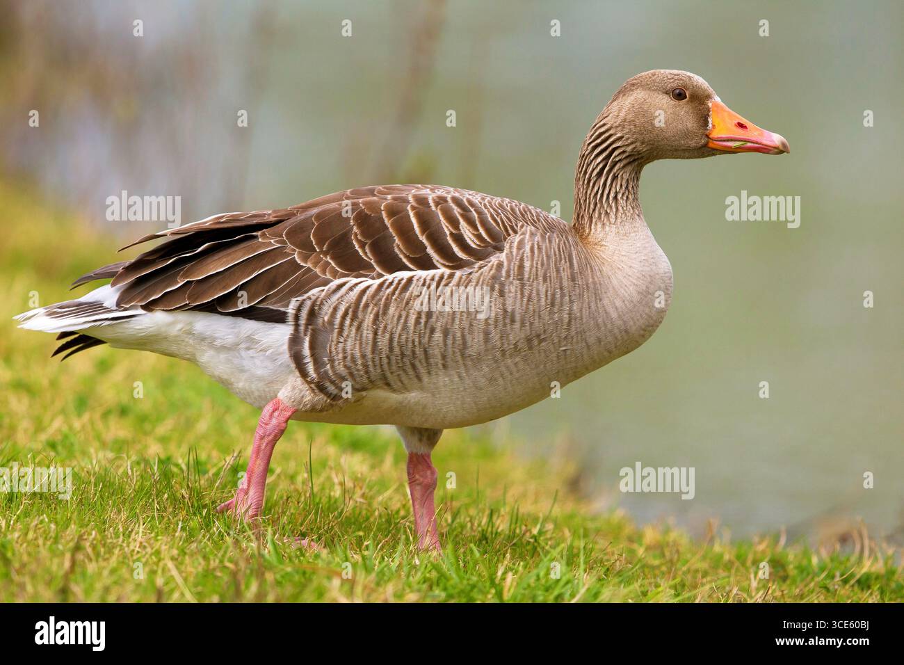 Graugans (Anser anser), Spaziergang auf einer Wiese am Wasser, Seitenansicht, Italien, Toskana, Piana fiorentina; Stagno di Pere Stockfoto