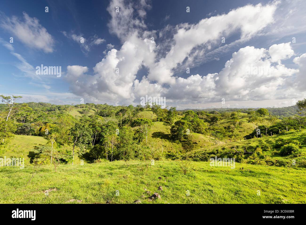 Gereinigter Regenwald, Weideflächen mit Baumgruppen, Costa Rica, Alajuela, Boca Tapada Stockfoto