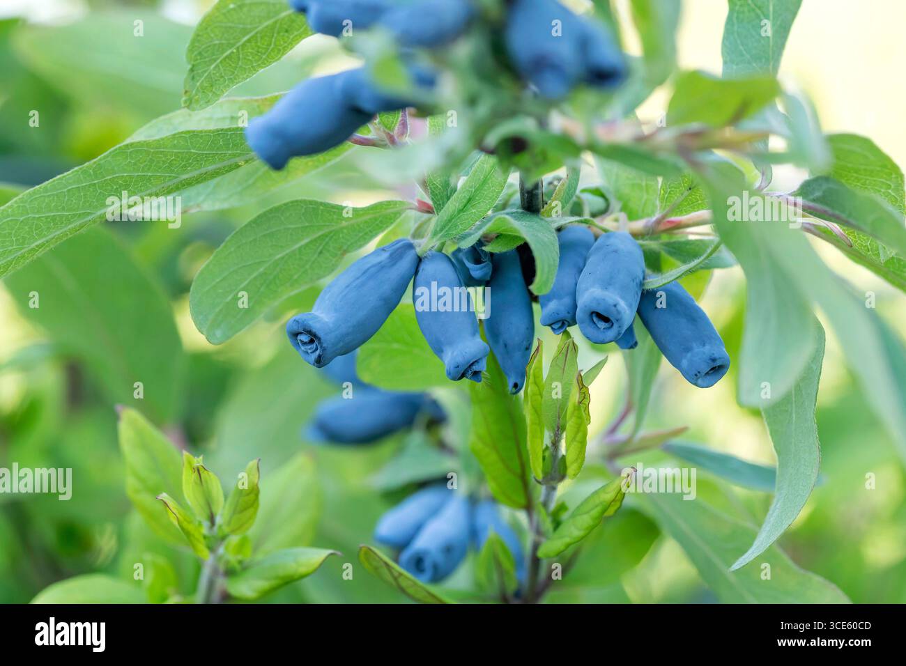 Blaubeerhonig, Blauer Geißel, Süßbeerhonig, Blauer Geißel (Lonicera caerulea 'Morena', Lonicera caerulea Morena), Berrie Stockfoto