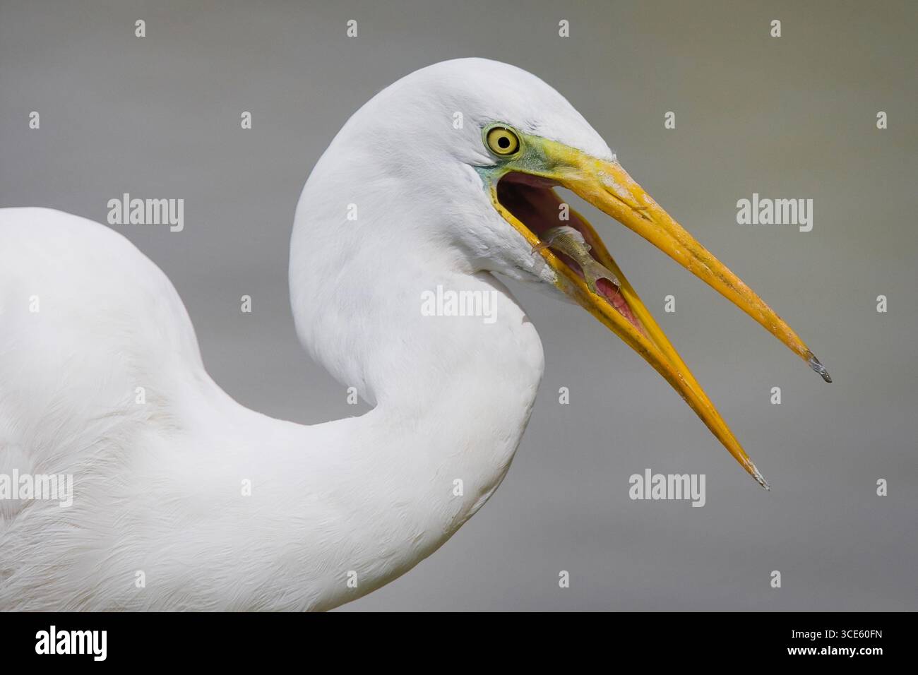 Großer Reiher, großer Weißreiher, gemeiner Reiher, großer Weißreiher (Egretta alba, Casmerodius albus, Ardea alba), mit einem gefangenen Fisch in der Stockfoto