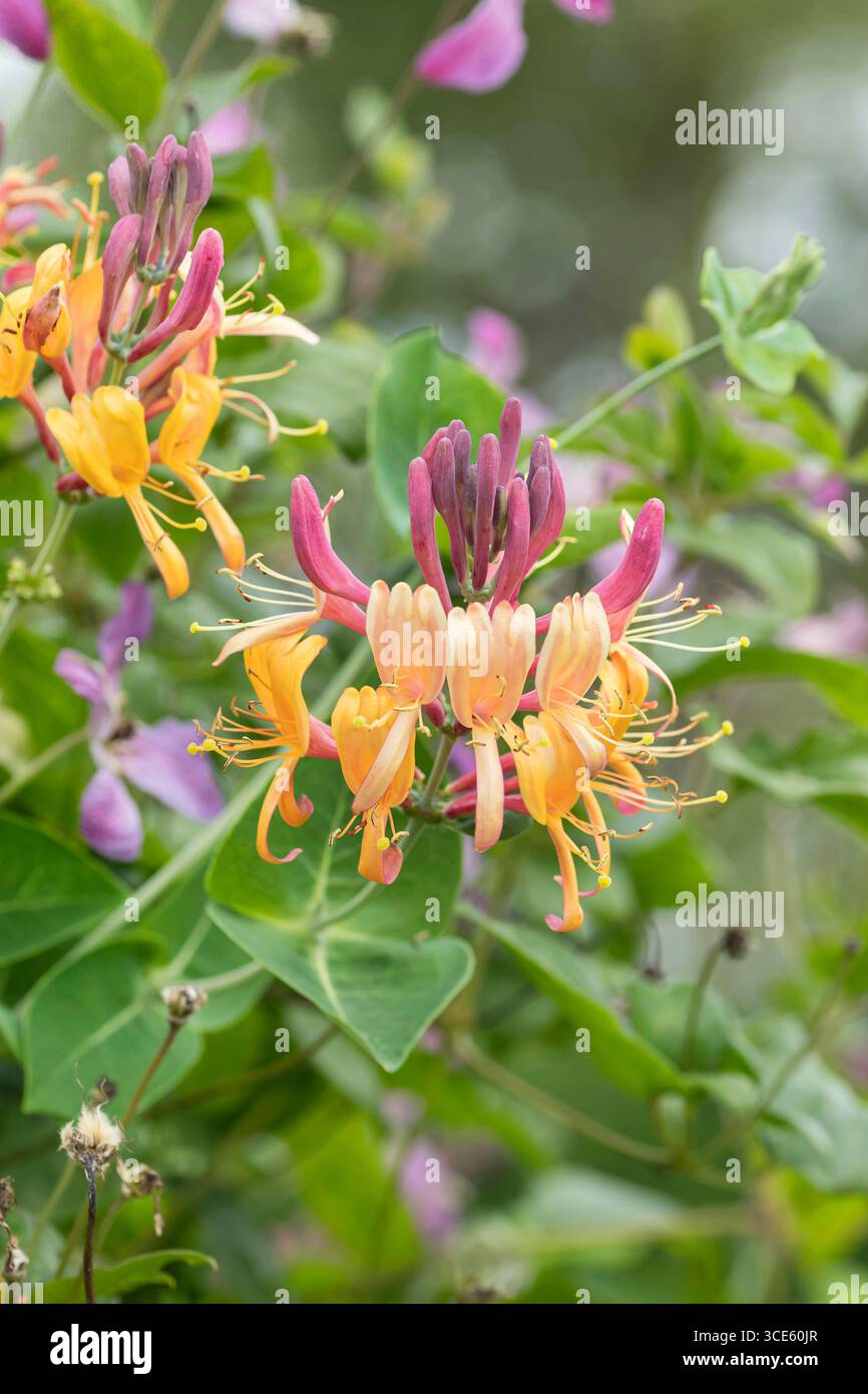 Goldflamme geiblatt -Fotos und -Bildmaterial in hoher Auflsung  Alamy