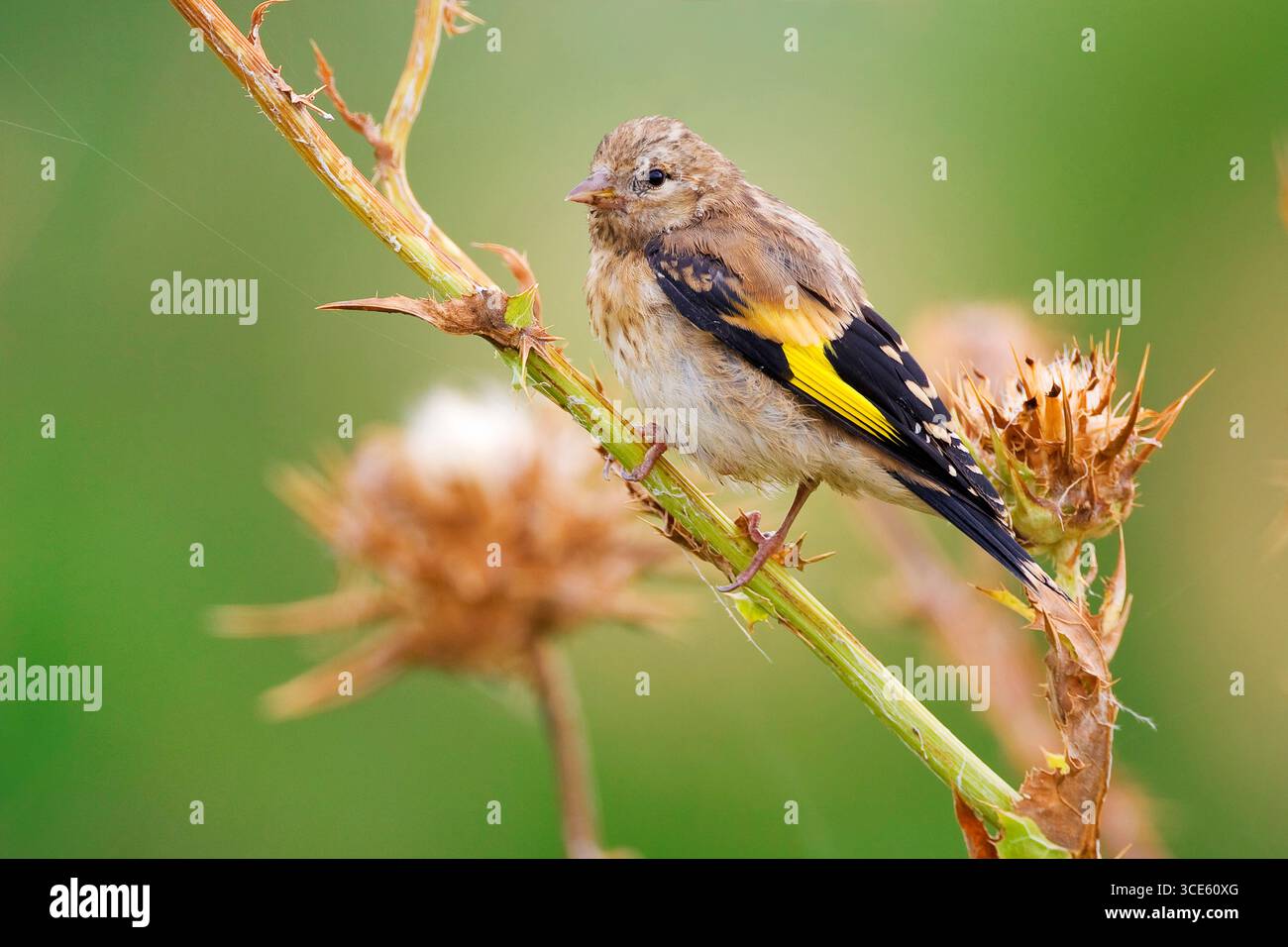 Eurasischer Goldfink, europäischer Goldfink, Goldfink (Carduelis carduelis), junger Goldfink, der auf einem Distelstiel thront, Italien, Toskana Stockfoto