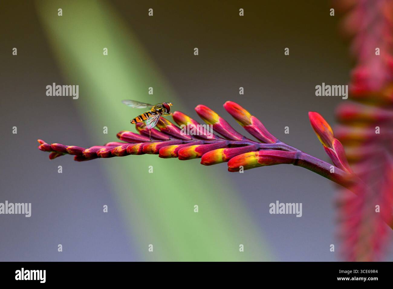 Eine Baccha-Spezies Hoverfly ließ sich auf Einer Krokosmia x Crocosmiiflora 'Babylon' Pflanze nieder, die noch nicht blüht. Edinburgh, Schottland, Vereinigtes Königreich, Vereinigtes Königreich. Stockfoto