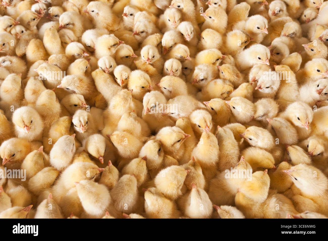 Hühnchen im Korb Tag alte Küken neu geboren, die kleine gelbe Küken neu geboren, Tag alte Küken Stockfoto