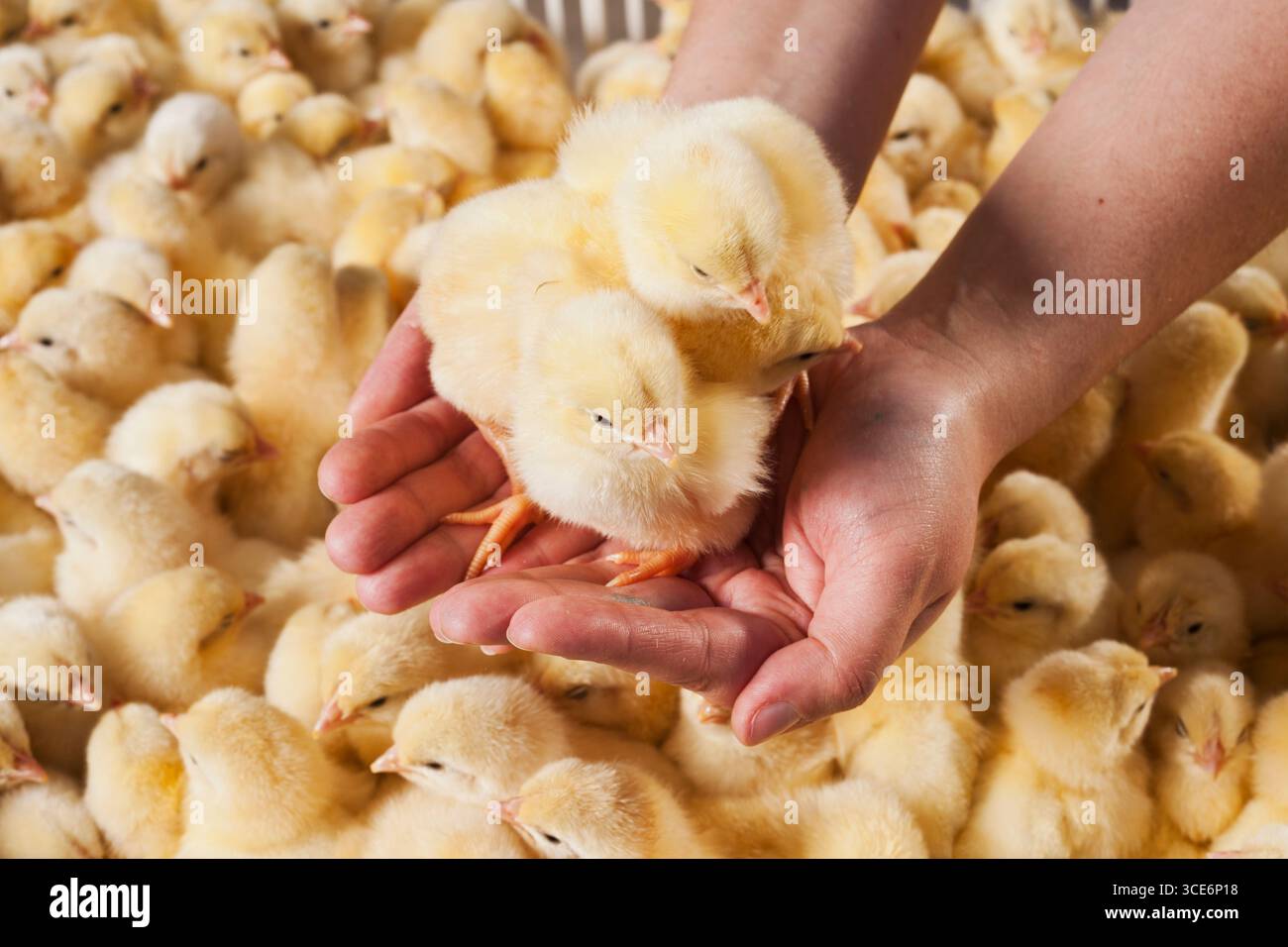 Hühnchen im Korb Tag alte Küken neu geboren, die kleine gelbe Küken neu geboren, Tag alte Küken Stockfoto