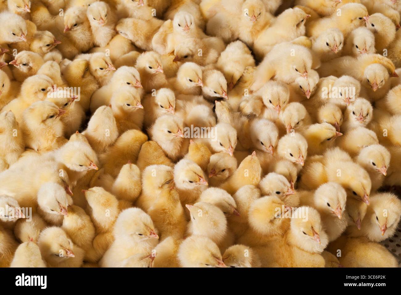 Hühnchen im Korb Tag alte Küken neu geboren, die kleine gelbe Küken neu geboren, Tag alte Küken Stockfoto