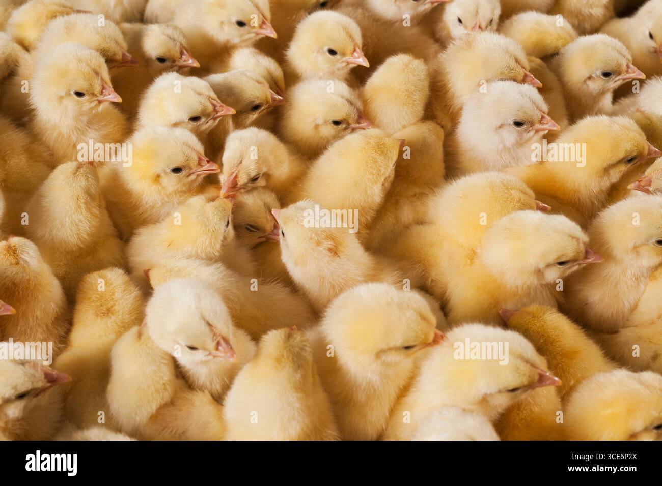 Hühnchen im Korb Tag alte Küken neu geboren, die kleine gelbe Küken neu geboren, Tag alte Küken Stockfoto