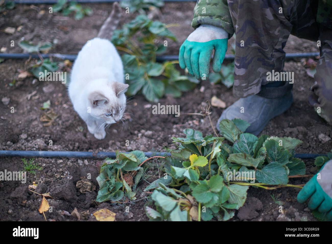 Weiße Katze und Gärtner in Tarnfarbe im Gemüsegarten mit grünen Handschuhen und Schlauch. Stockfoto