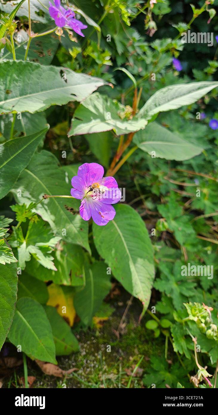 Nahaufnahme einer Biene, die Nektar aus einer leuchtenden violetten Blume sammelt, umgeben von üppig grünem Laub in einem Sommergarten. Stockfoto Nahaufnahme einer Biene, die Nektar aus einer leuchtenden violetten Blume sammelt, umgeben von üppig grünem Laub in einem Sommergarten. Stockfoto