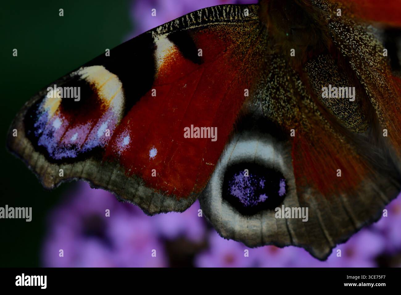 Europäischer Pfau-Schmetterlingsflügel-Nahaufnahme auf einem violetten Schmetterlingsstrauch in einem Garten, detaillierte Waagen und große Augenlider vor verschwommenen Blüten. Stockfoto